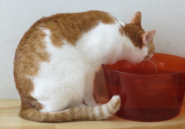 水を飲む猫