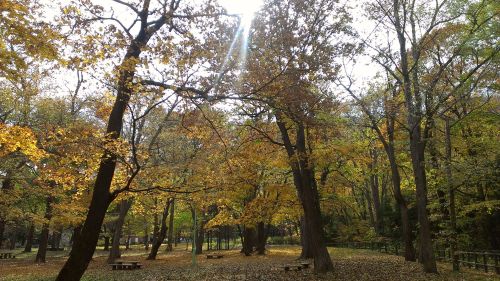 円山公園 2014年10月