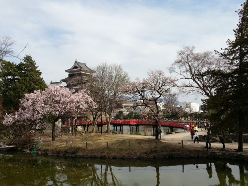 お城と桜2