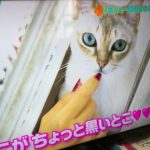 CDTVで猫好きアーティストの愛猫特集